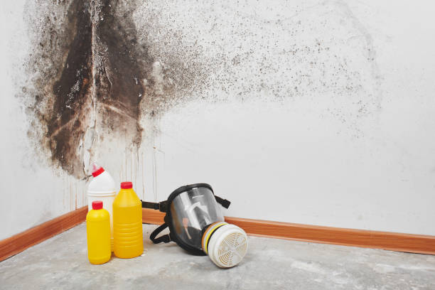 Reliable West Wyoming, PA Mold Remediation Solutions